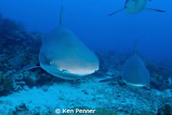Caribbean Reef Sharks by Ken Penner 